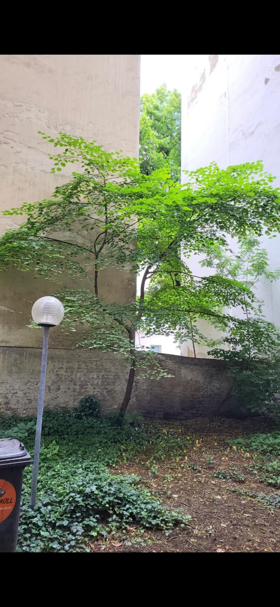 Schoene Altbauwohnung Wien Zentrum Brigittenauer Laende 32 Eksteriør bilde